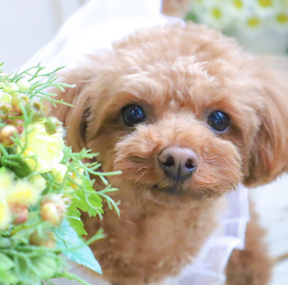 看板犬える